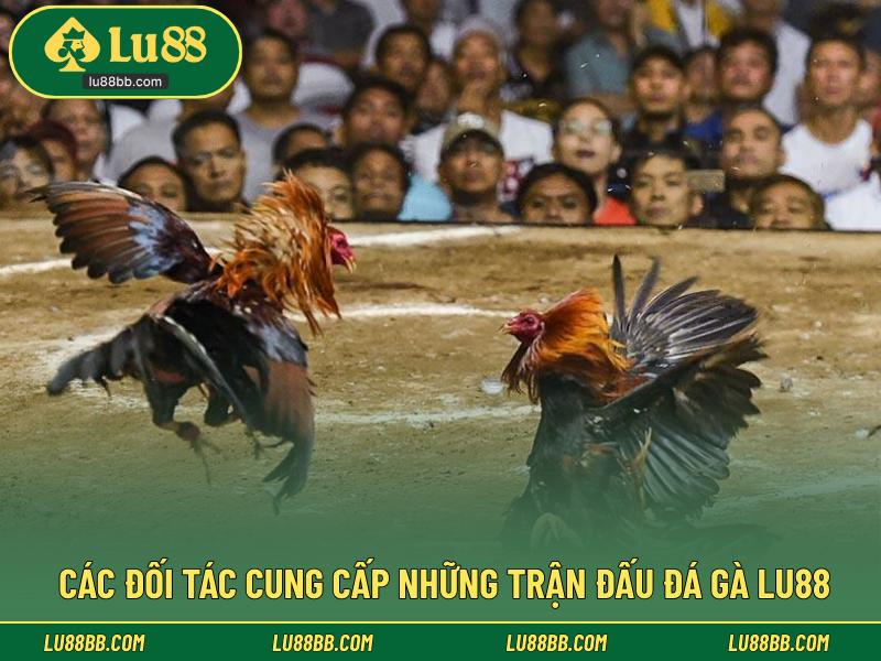 Các đối tác cung cấp những trận đấu đá gà LU88