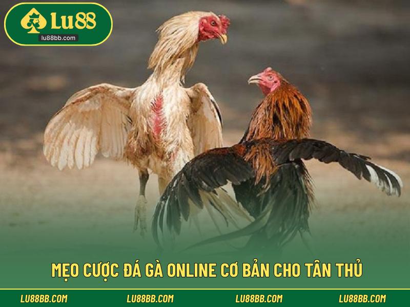 Mẹo cược đá gà online cơ bản cho tân thủ
